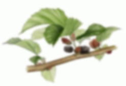 �h�l�f�@���������K�̎}